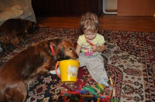 NADIM jamniki Kollapsar